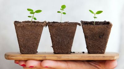Hand holds board with three seedling plants on top